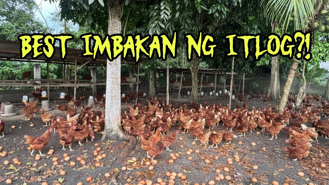 PINAKA MAGANDANG IMBAKAN NG ITLOG!