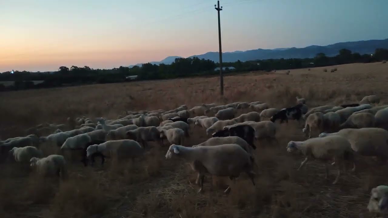 Cani e pecore: un legame forte!