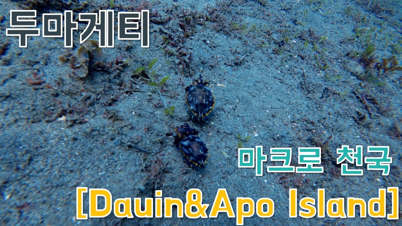[🇵🇭🤿두마게티-다우인] 마크로 천국 두마게티에서 만난 불꽃갑오징어 I 아름다운 수중환경[Feat.북서풍으로 아쉬웠던 수중시야]