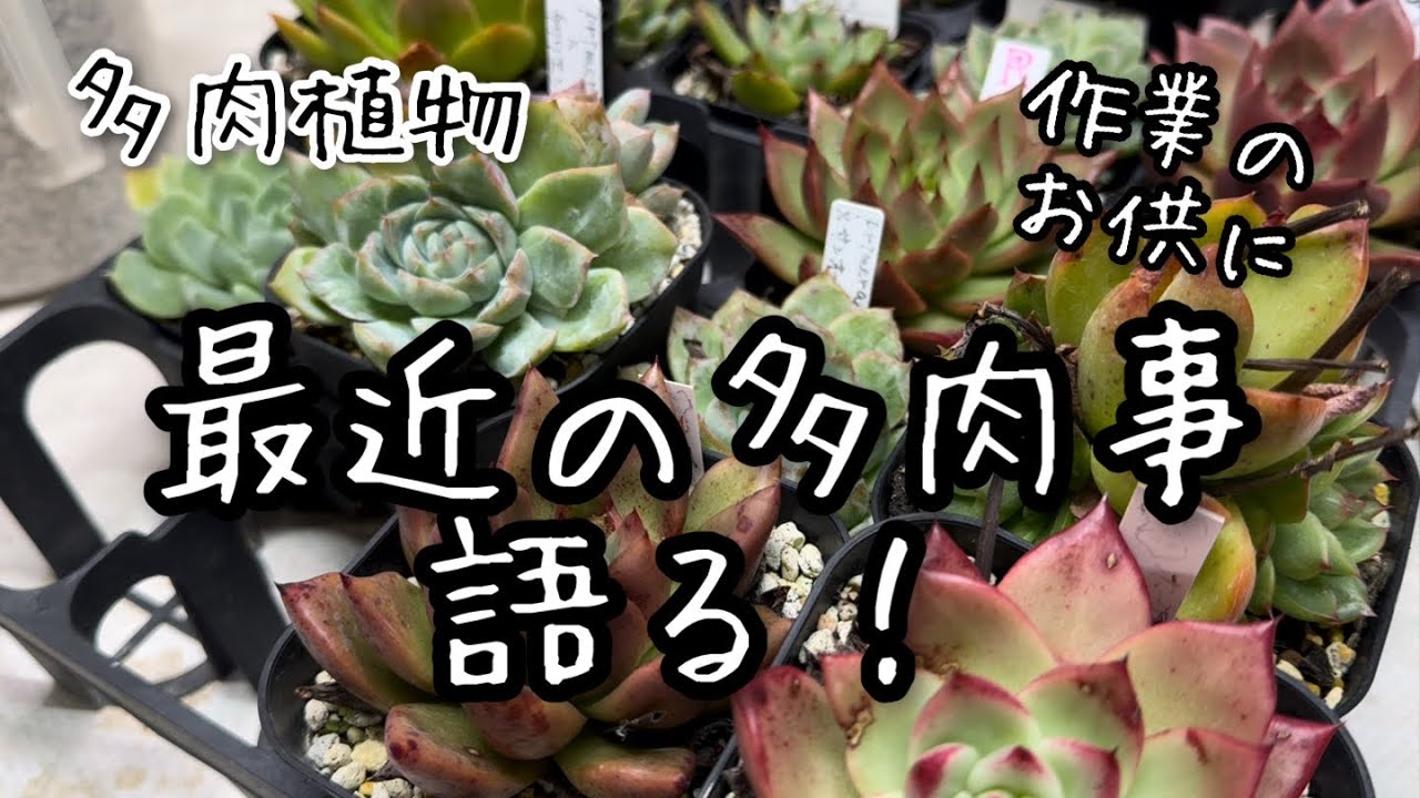 【多肉植物】多肉事しながら語る！【ラジオ動画】