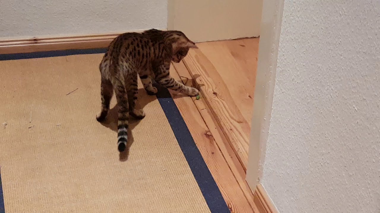 Amy (keine Bengal Katze) und der Grashüpfer
