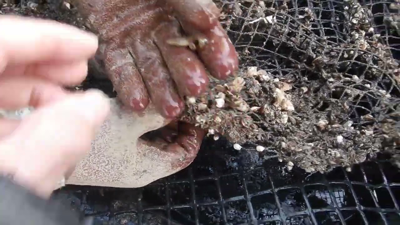 サルボウ／天然採苗器の稚貝