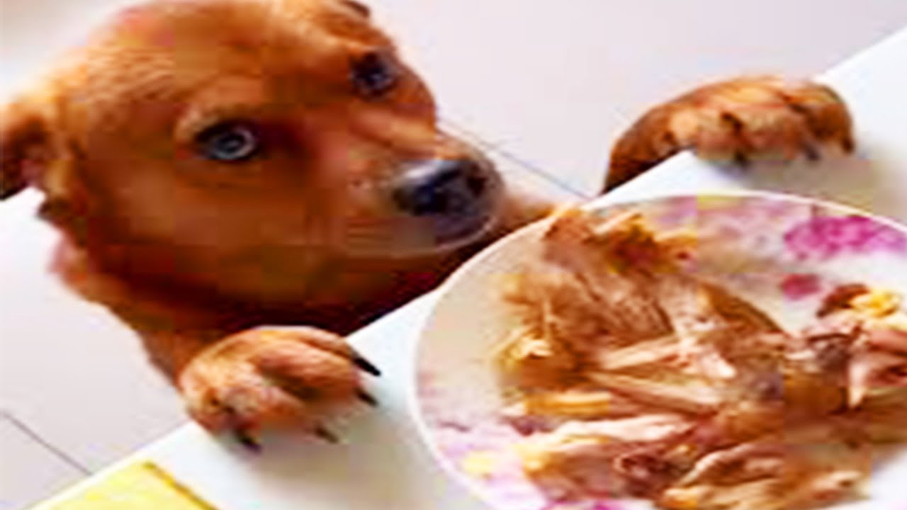 The Chinese Dog That Loves Roasted Duck