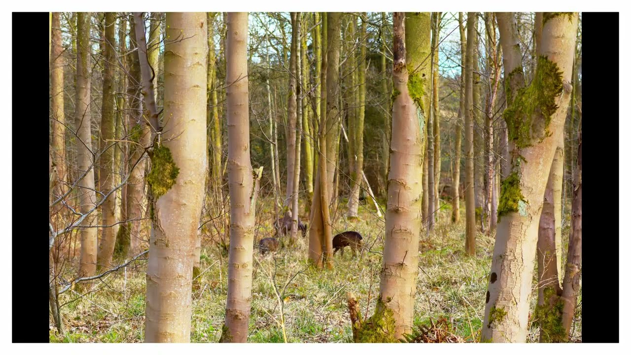 Codbeck & Osmotherley - North Yorkshire - UK