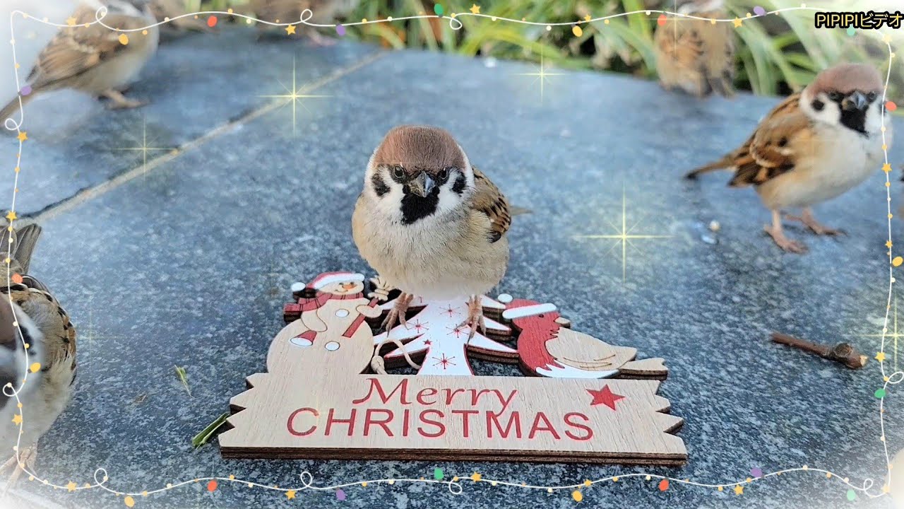 スズメちゃんメリークリスマス✨　すずめ日記