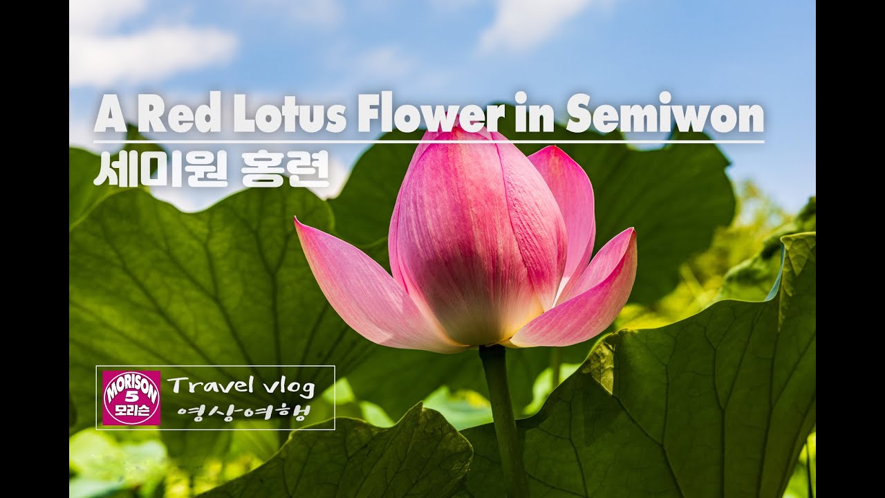 [4K] A Red Lotus Flower in Semiwon, Yangpyeong // 세미원 홍련 // Travel Vlog // 모리슨 영상여행