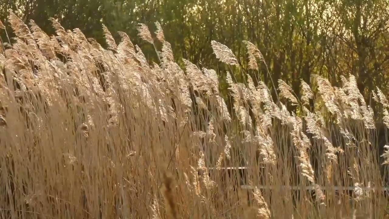 1hour || video wheat spikes with birds sound for sleeping,meditation, studying, relaxing || 🌾🌾