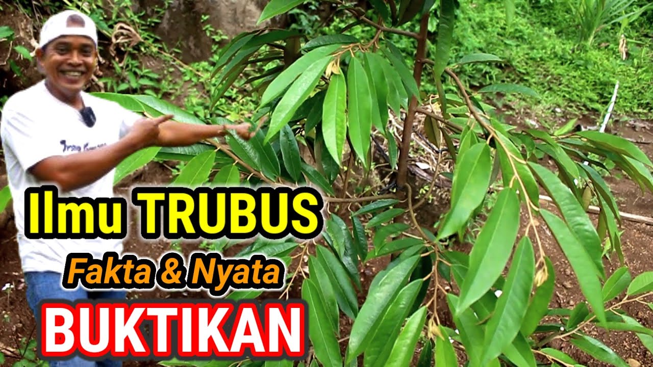 Cara Perawatan Durian Supaya Cepat TRUBUS  // BUKTIKAN Cara Ini || Durian Bawor,Durian Musangking