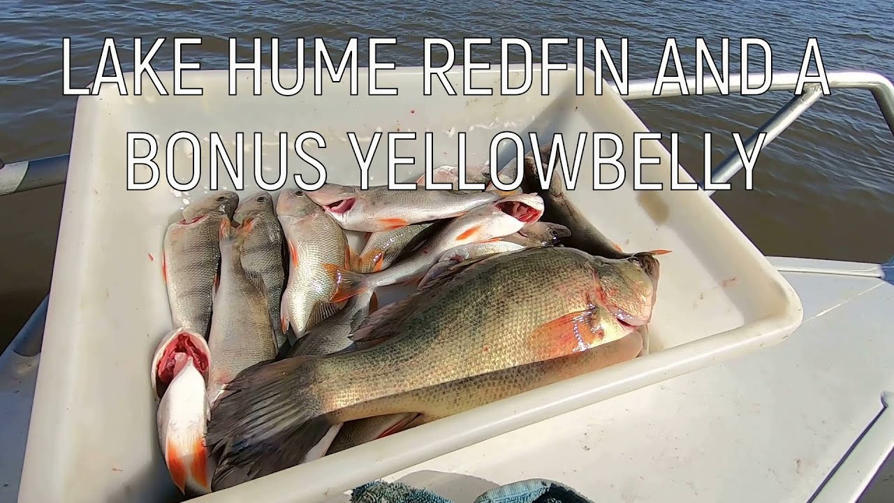 Lake Hume Redfin And A Bonus Yellowbelly