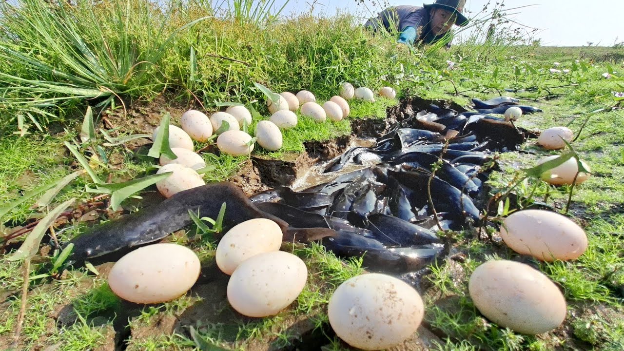 Amazingly, a woman caught a lot of fish and collected eggs in a rice field.