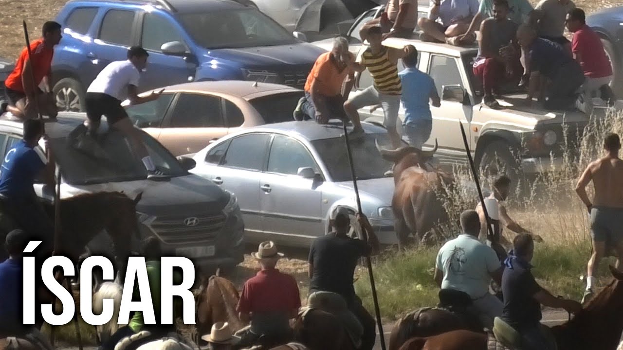 El Toro se Escapa a los Coches Íscar Último Encierro 2024