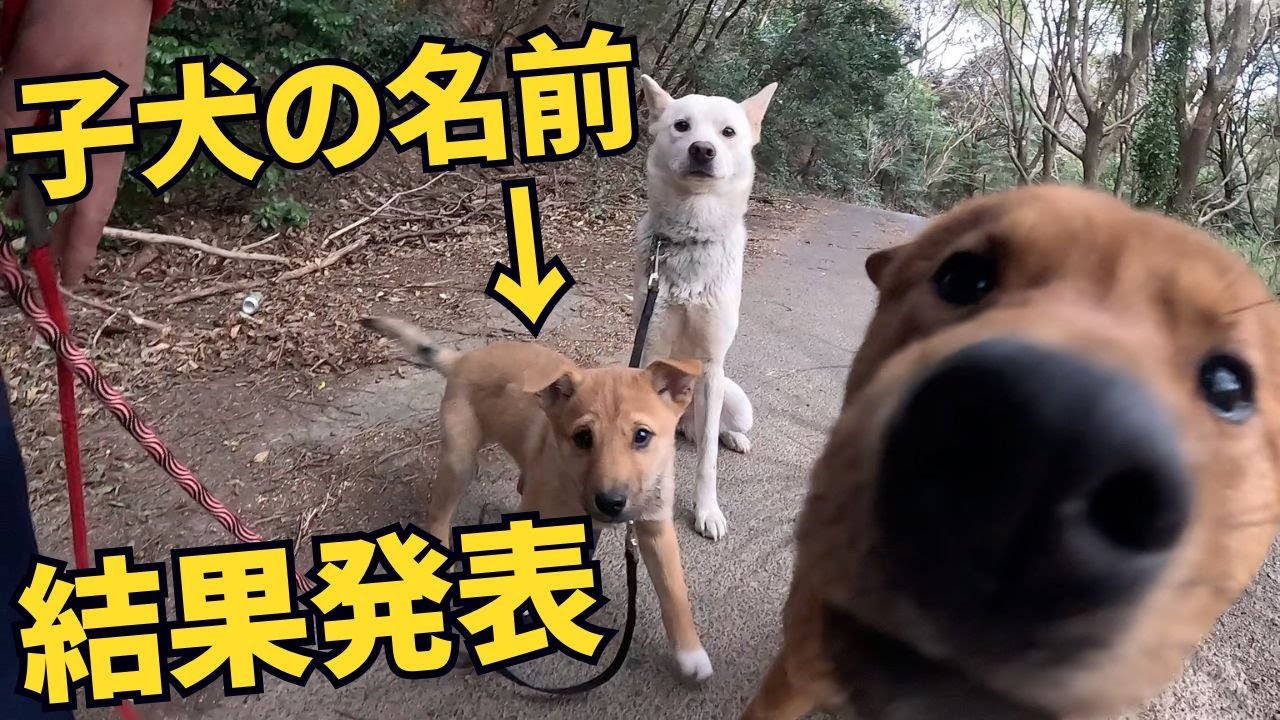 猟犬ブッチャーとユキとの間の子犬の名前は？アンケートの予想は当たりましたか？
