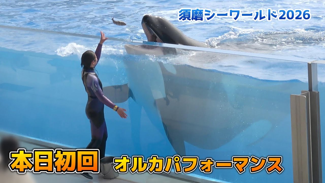 【シャチ】2/10初回パフォーマンスダイジェスト【須磨シーワールド2026年2月10日11時30分回】#シャチ