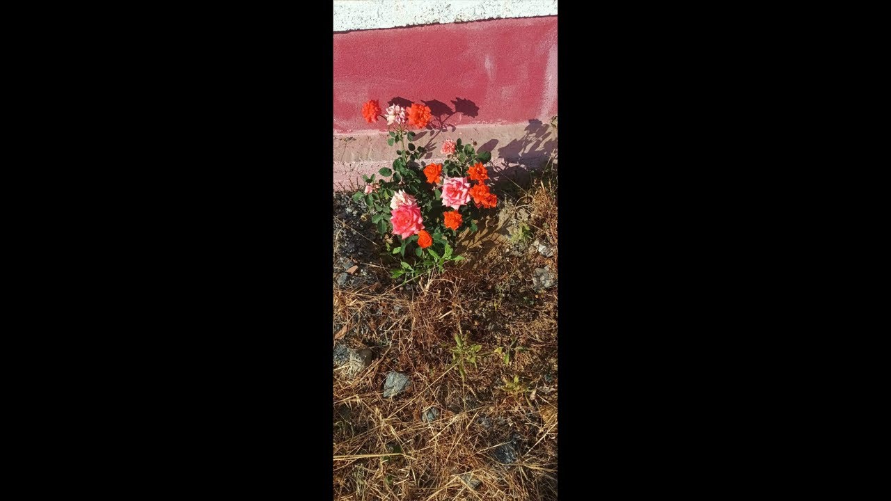 مساء النور والسرور