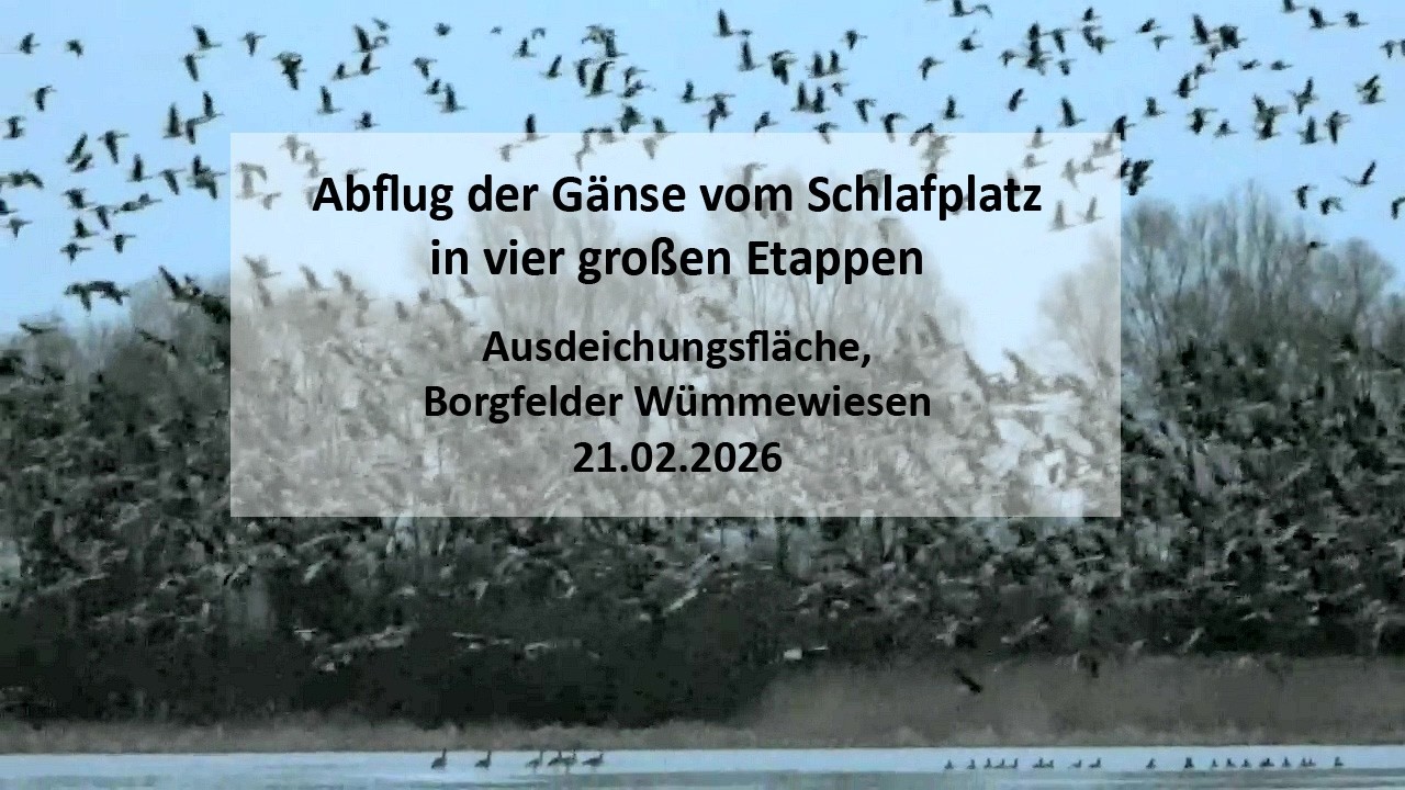 Dokumentation über den Abflug Tausender Gänse vom Schlafplatz, Borgfelder Wümmewiesen, 21.02.2025