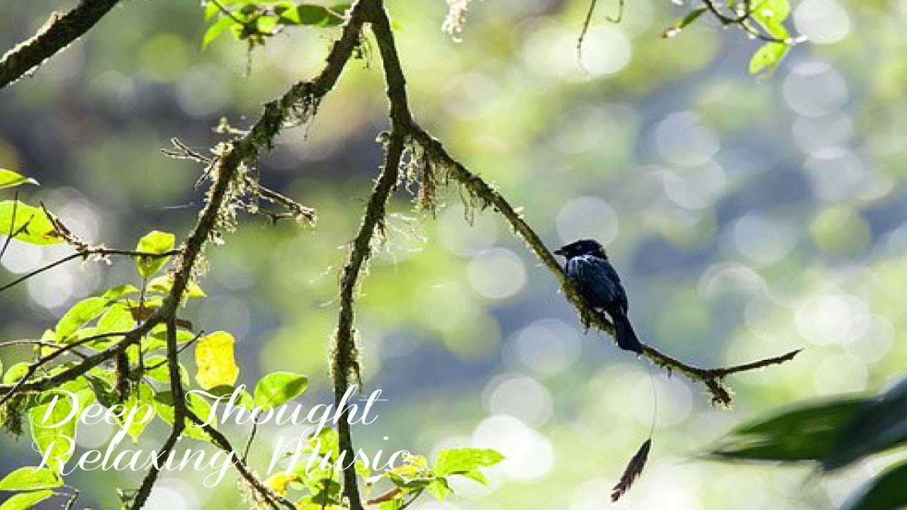 Relaxing Guitar and Beautiful Nature Scenes! ⭕ Deep Thought - Relaxing Music