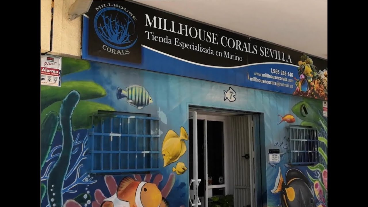 Visita Millhouse Corals Sevilla - Tienda Acuario Marino