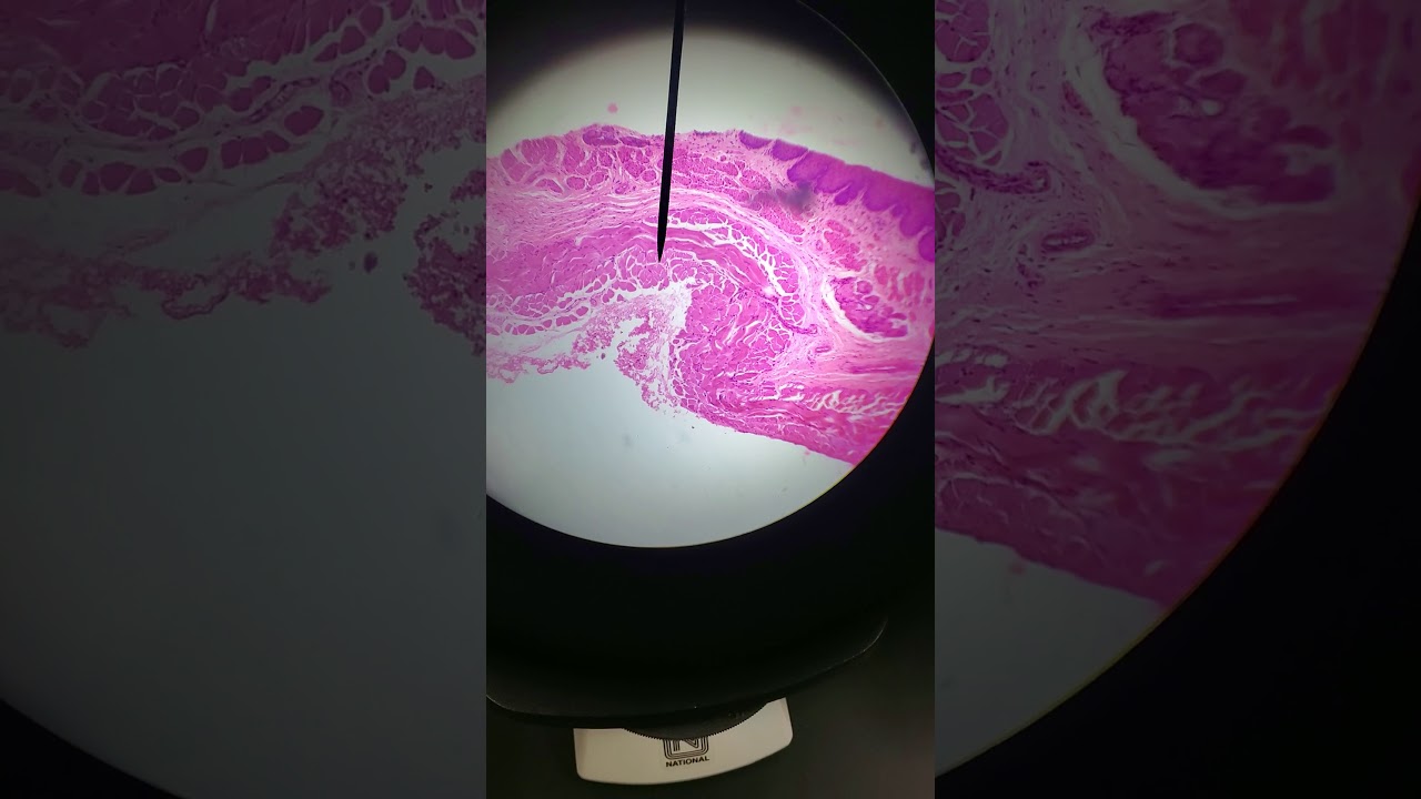 Cell Structure and Function Lab