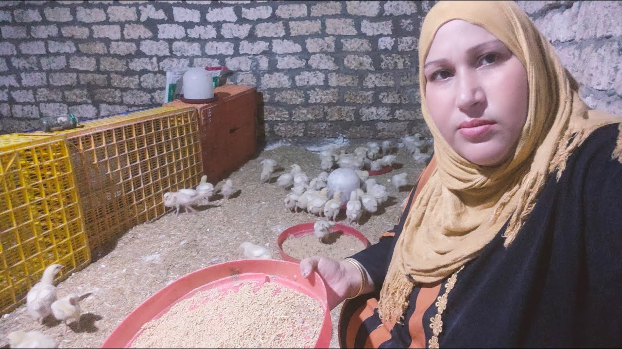 اليوم التامن لازم تعملى كدا ل دورة الكتاكيت البيضاء عشان تاخدى أعلى وزن وتوفرى العلف