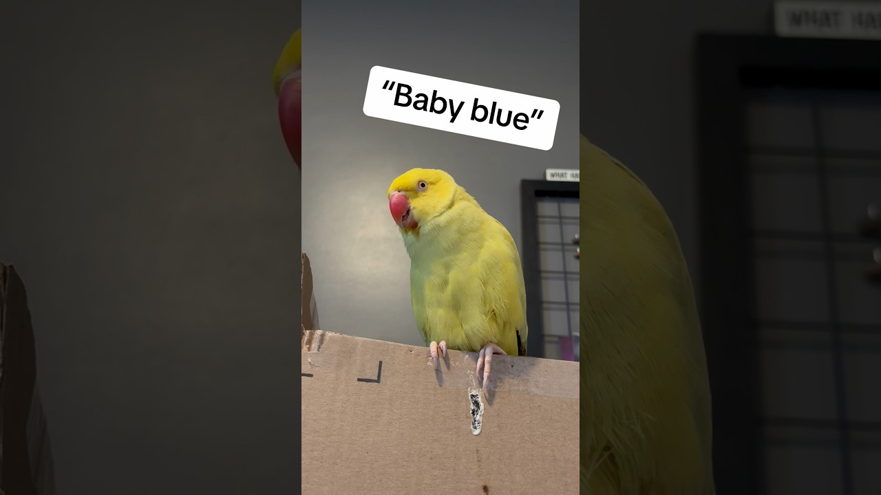 The story of her first love 🩵😔 #grief #loss #talkingparrot #talkingbird #parrot #griefjourney