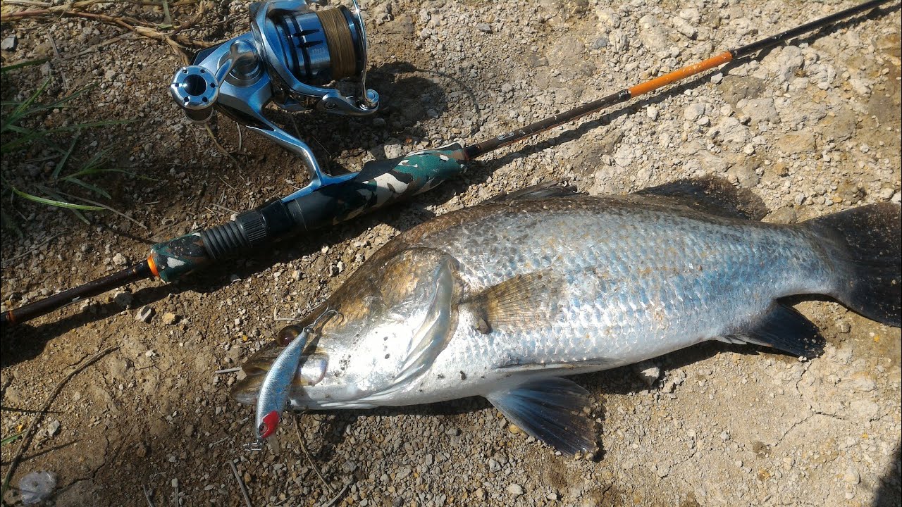 Discovery 1-4 Lb Vs Barramundi, line PE 0,6 Ceking Ebek