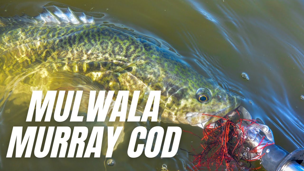 Mulwala Murray Cod