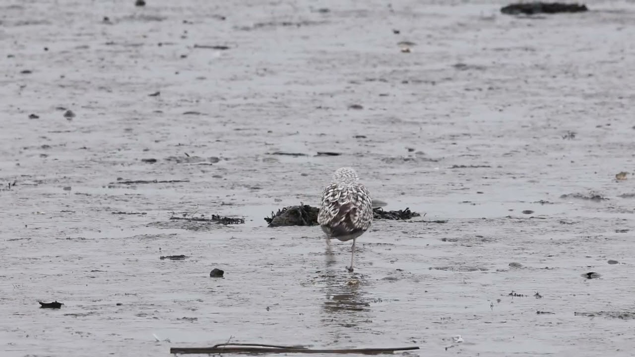 1st winter Yellow legged Gull Blackrock Castle 4th January 2026 HH