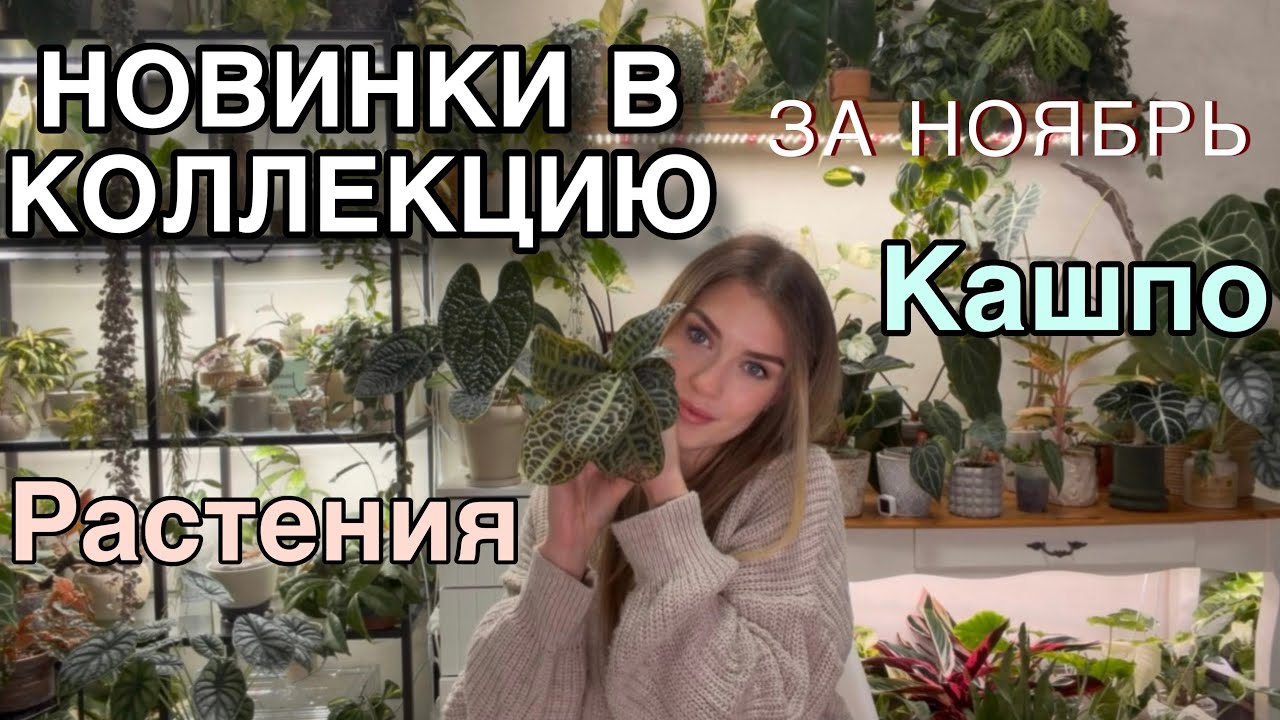 Новинки РАСТЕНИЙ и КАШПО за Ноябрь 