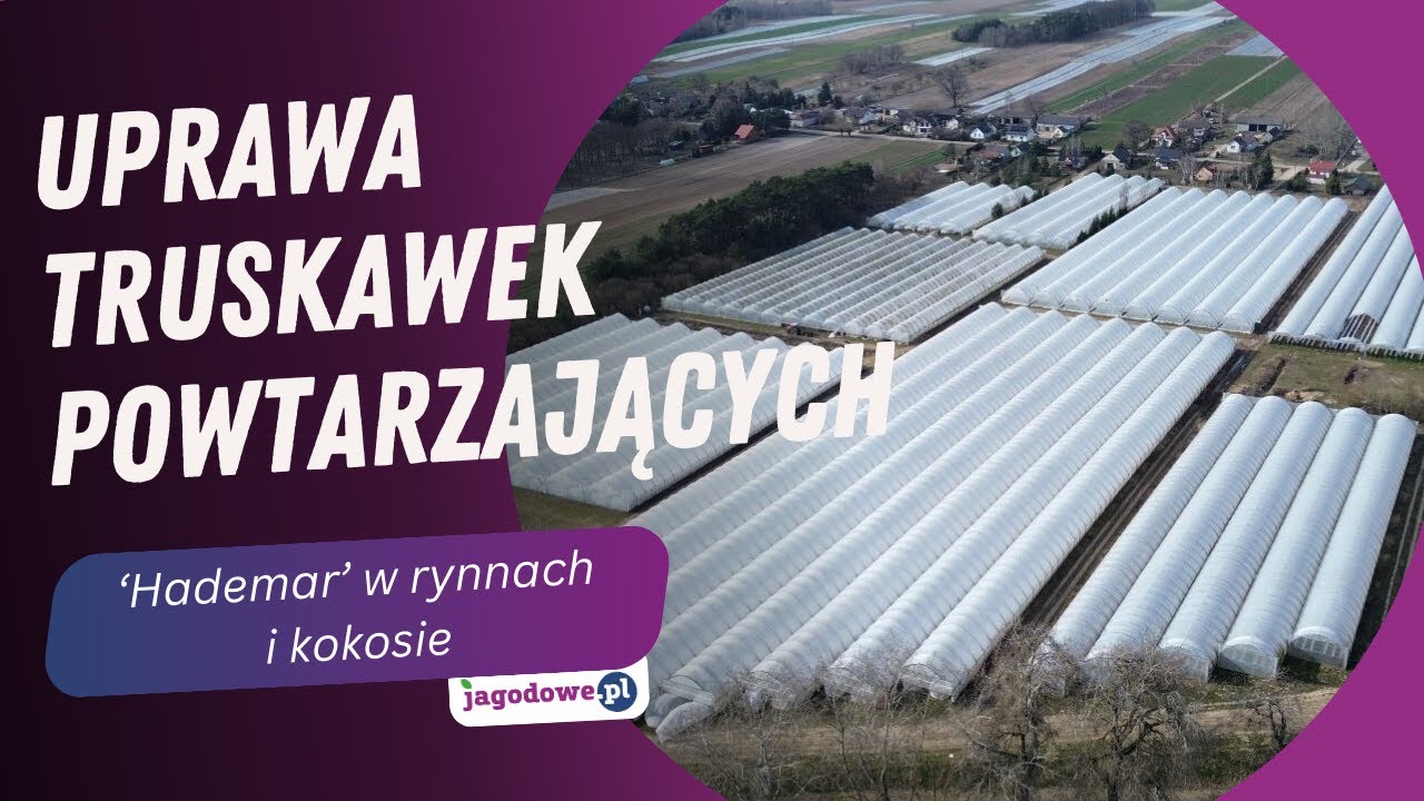 Uprawa truskawek powtarzających odmiany 'Hademar'