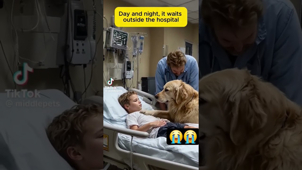 A Loyal Dog Stay in outside room 