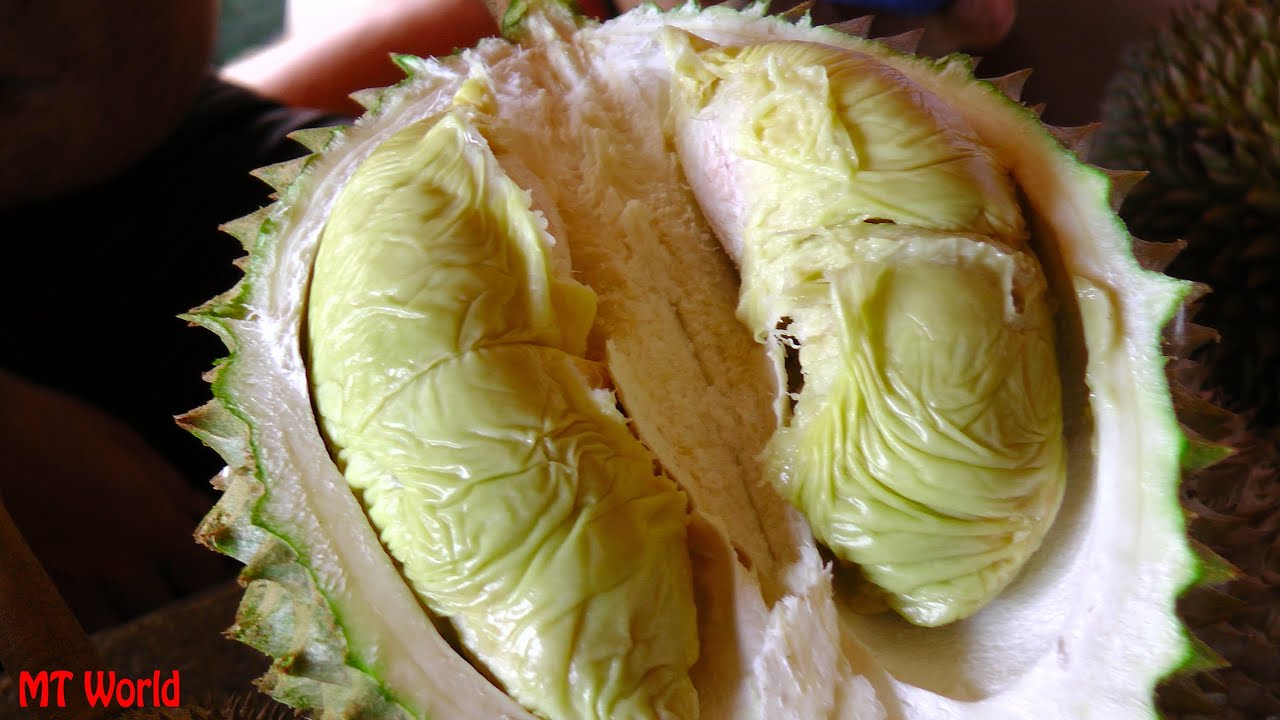 Bao Sheng Durian Farm Penang, How to pick and choose the best Durian