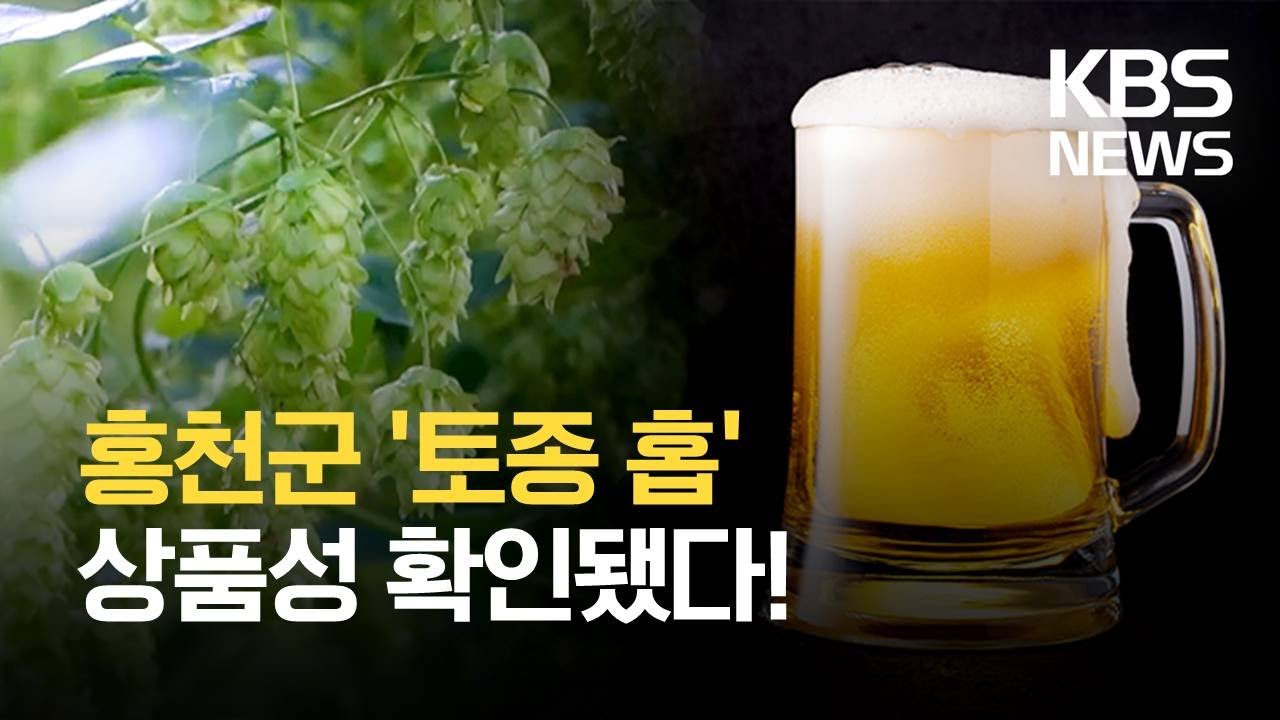 홍천 ‘홉’ 상품성 확인…맥주 산업 본격화 / KBS 2021.09.27.