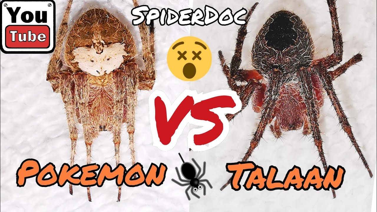 POKEMON vs BROWN TALA. MASBATE Spider Fight! EPIC COMEBACK. Fast Fight. Spider Fight.