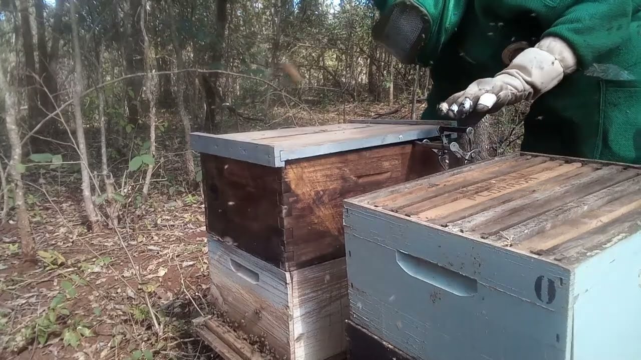 IMPRESSIONANTE: MANEJO NA CÂMARA DE CRIA DE ENXAMES EQUILIBRADOS EM PLENA ENTRESSAFRA - MAIO DE 2022