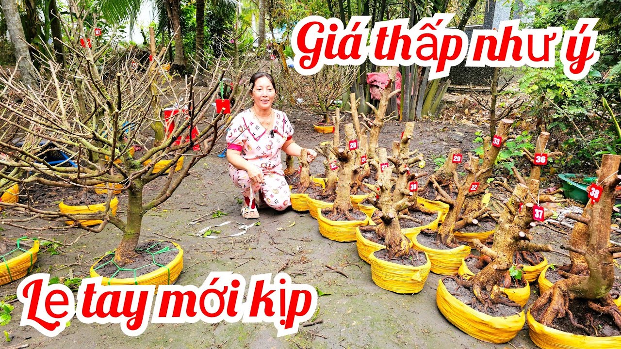 Thủy 📲 0823700129 Đế Vip Mai Giảo Thủ Đức giá rẻ 26/2 mùng 10 Tết (@MaivàngQuêdừa)