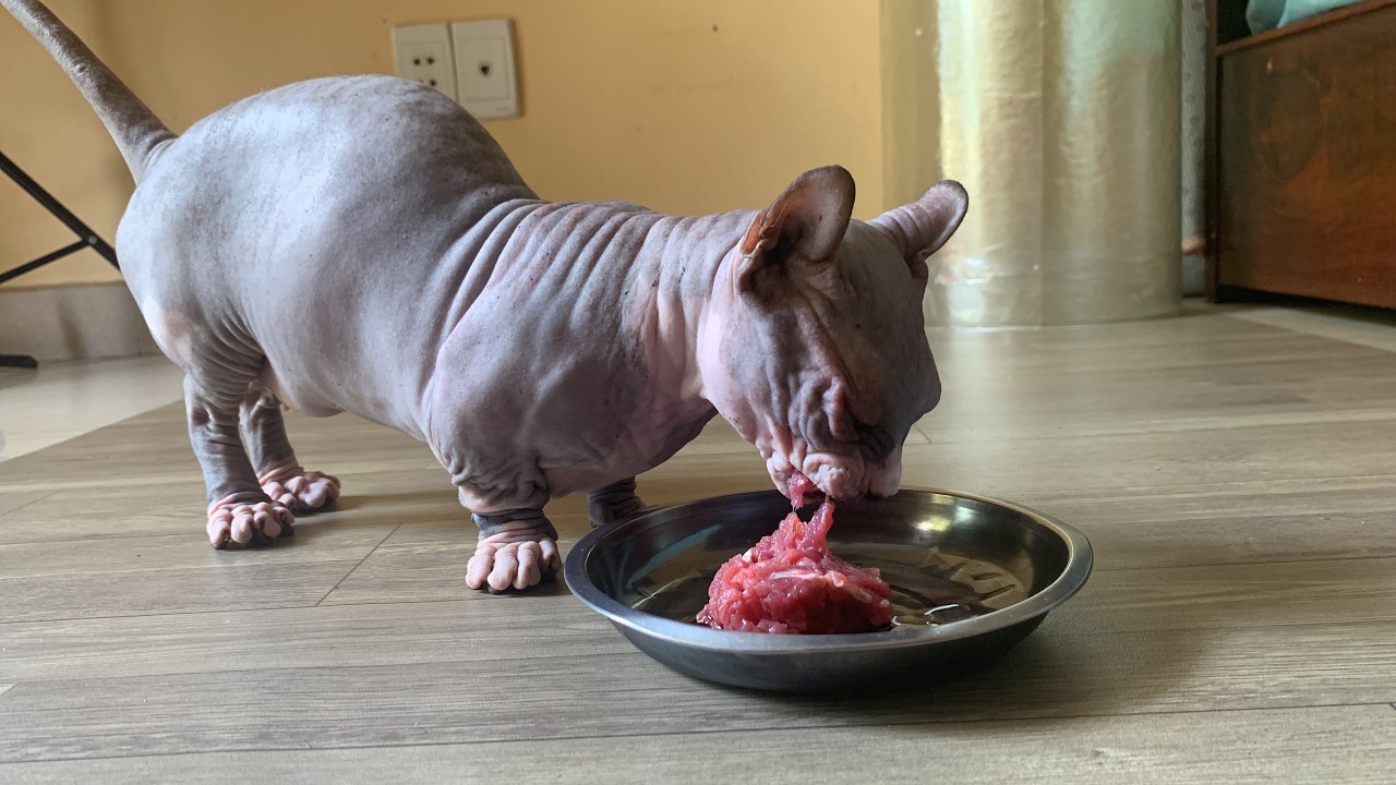 This Sphynx Cat Won’t Let Me Sleep Until I Feed Him