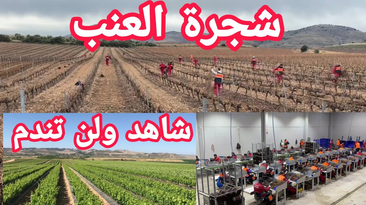 تكنولوجيا الفلاحة الحصول على شجر العنب من الالف الى الياء Viveros Villanueva  vides