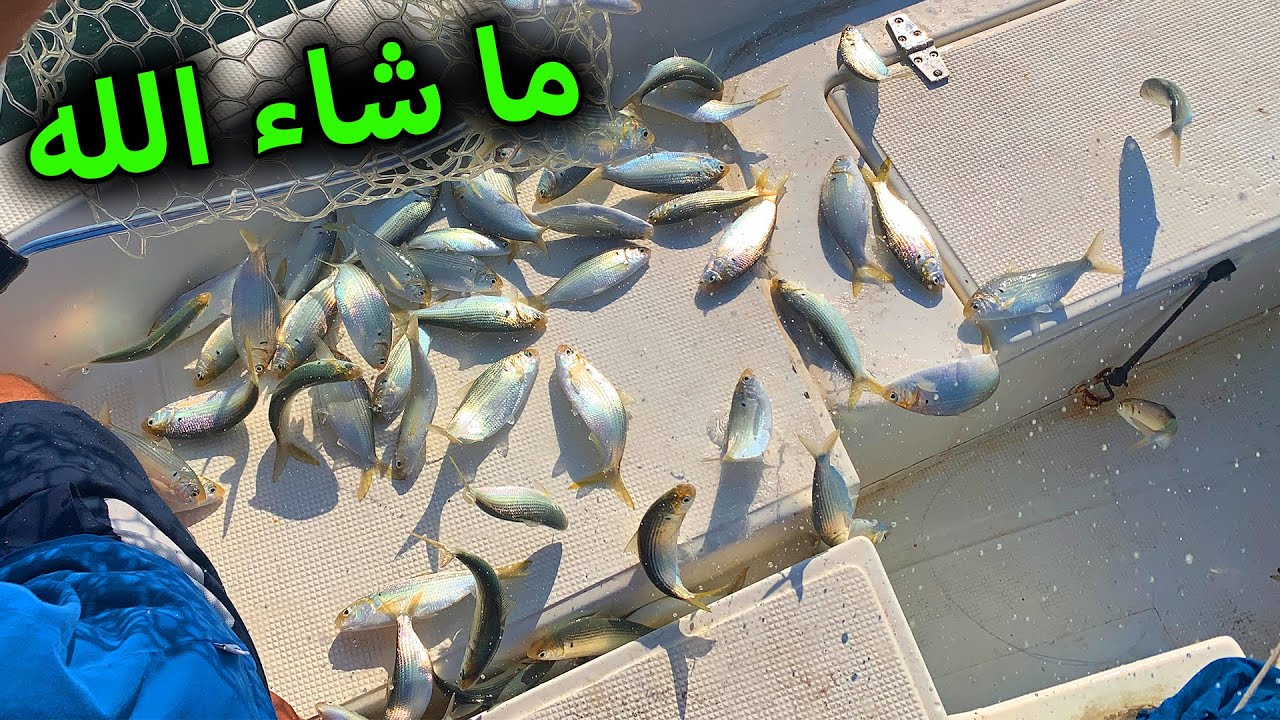 Look at that Fishes & Spearfishing on new Wreck  😍 ما شاء الله شوفو أسماك اليواف وصيد على حطام جديد