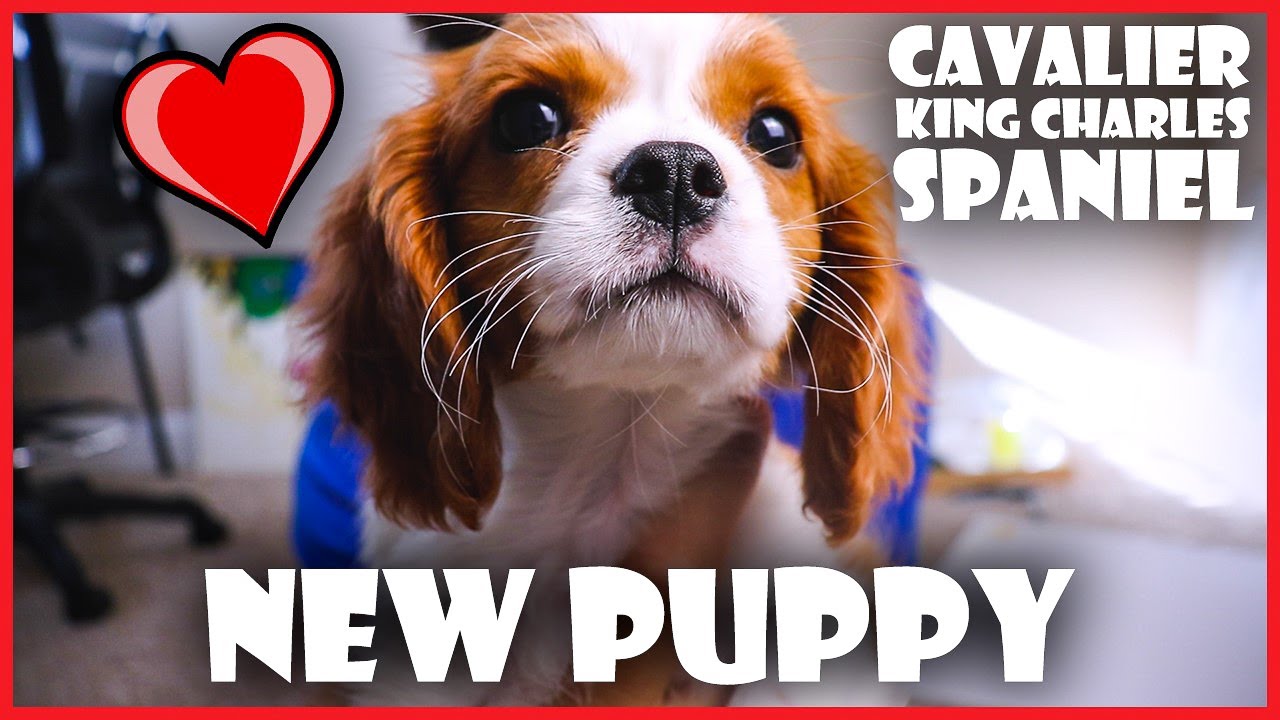 New Puppy - Cavalier King Charles Spaniel