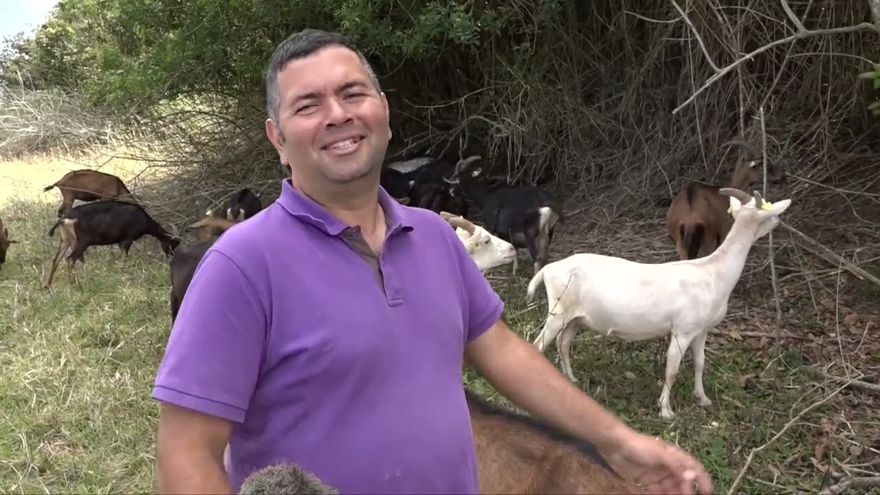 Les fromages de chèvre du Tévelave