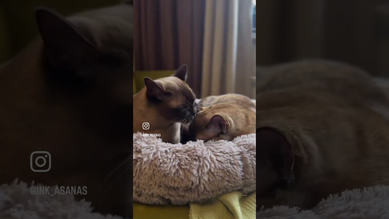 #cat
