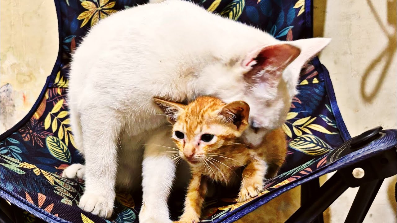 Kucing Lucu Lagi Berantem Sama Anak Kucing Lucu, Sampai Terguling Guling.