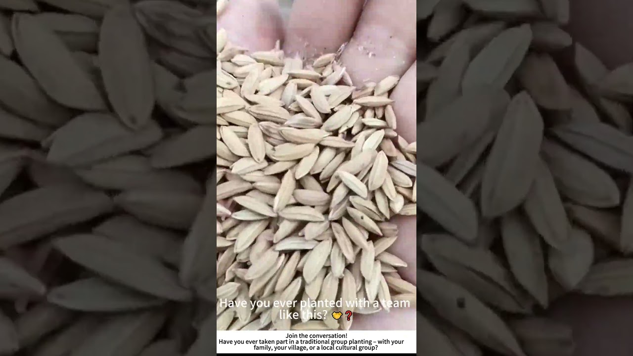 Traditional Seed Sowing on a Hillside &ndash; Community, Culture, and New Growth 🌾🎋