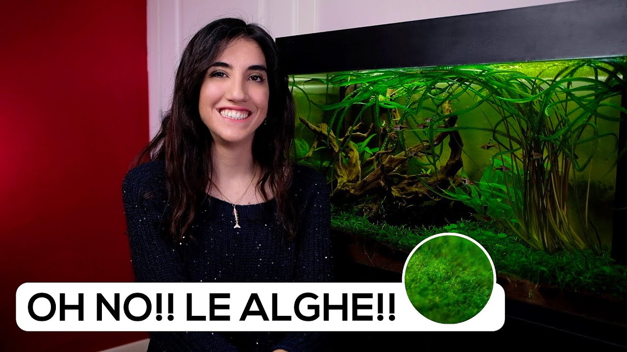 ALGHE in ACQUARIO -  I MOTIVI del loro SVILUPPO