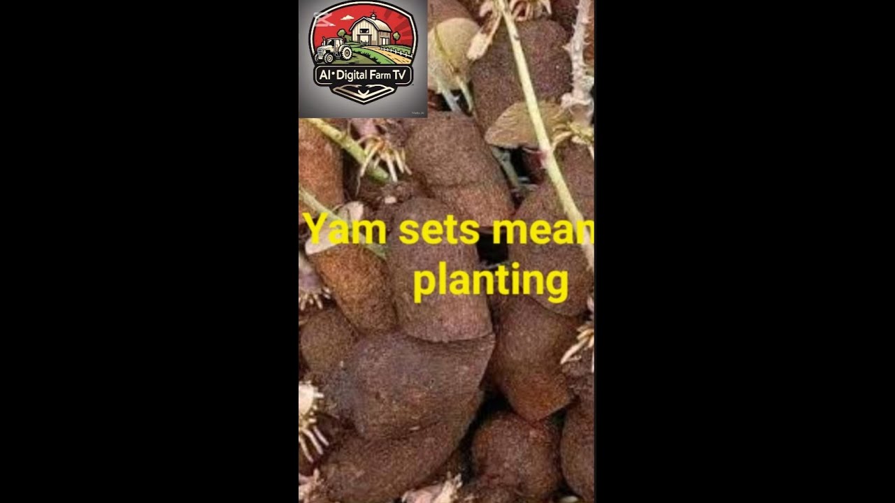 From Concrete to Harvest: Growing Yams in Sacks