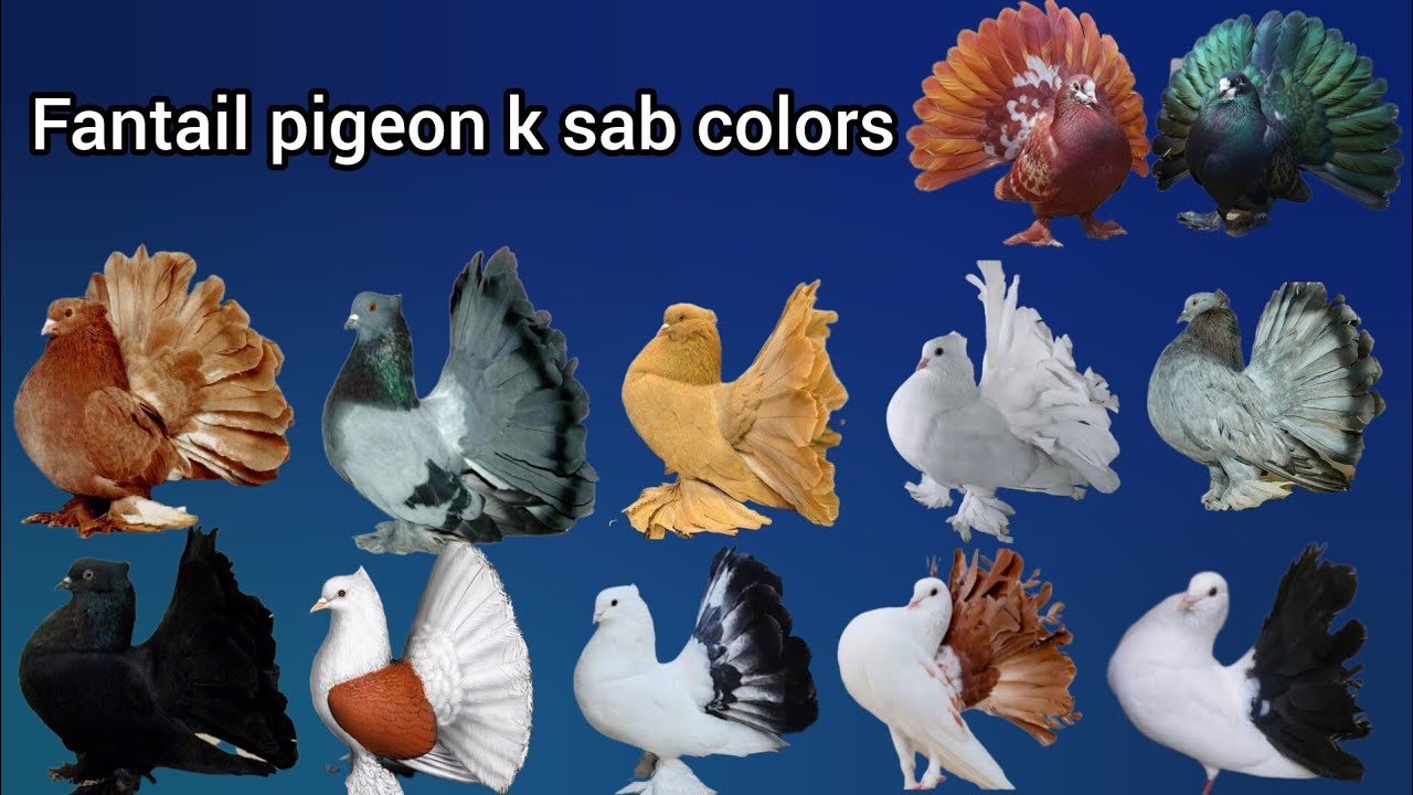 Fantail (lucky) kabootar k sab colors | colors of fantail pigeons #pigeon 