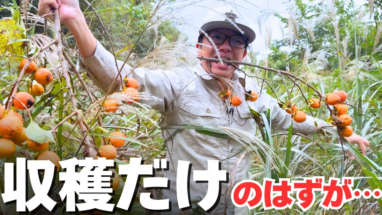 ハプニング続出！柿を収穫しに行っただけなのに…