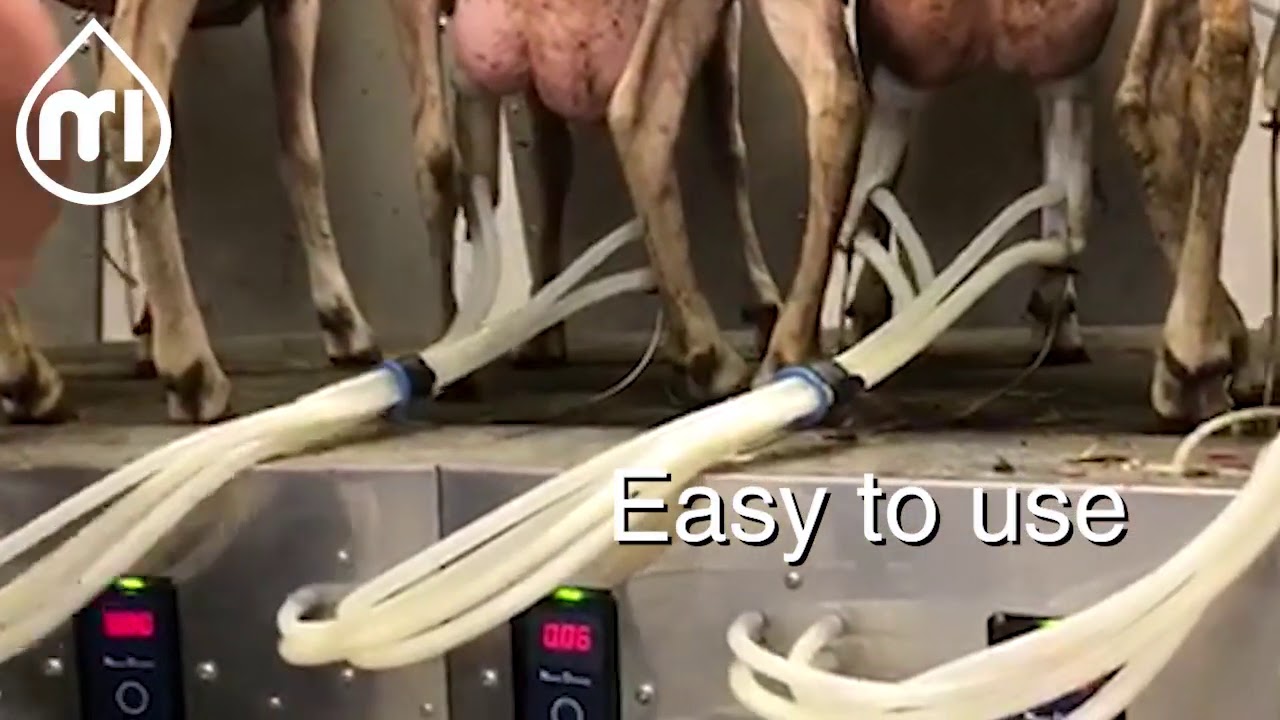 The iMilkNano in action on a 60 point internal Sheep Rotary in  France!