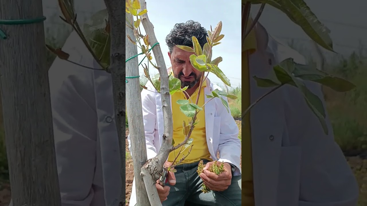Antepfıstığında bahar budaması.