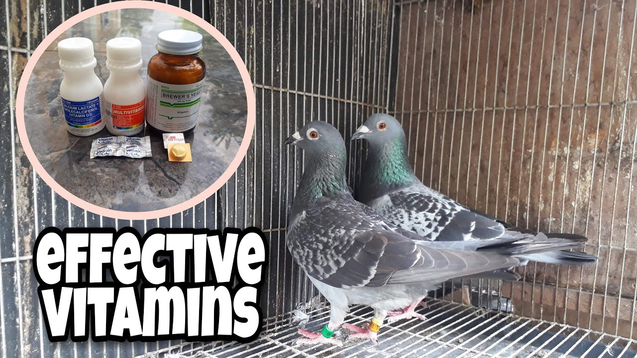 Vitamins para sa Breeder at pang Laban na Kalapati | ginagawa ko sa Kalapati Bago dervy